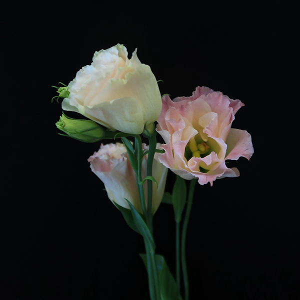 Sun Pink Wave Eustoma
