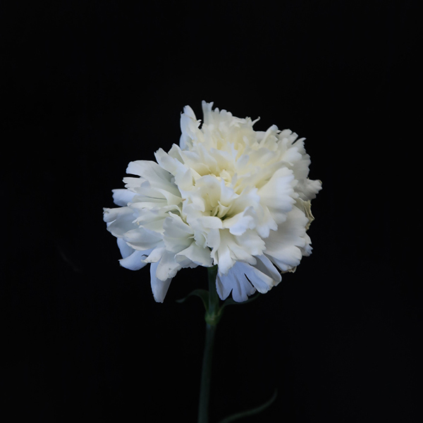 White Carnation
