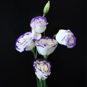 White Purple Eustoma