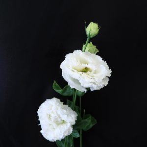 White Wave Eustoma