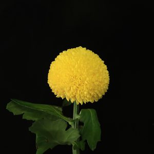 Yellow Chrysanthemum Ping Pong